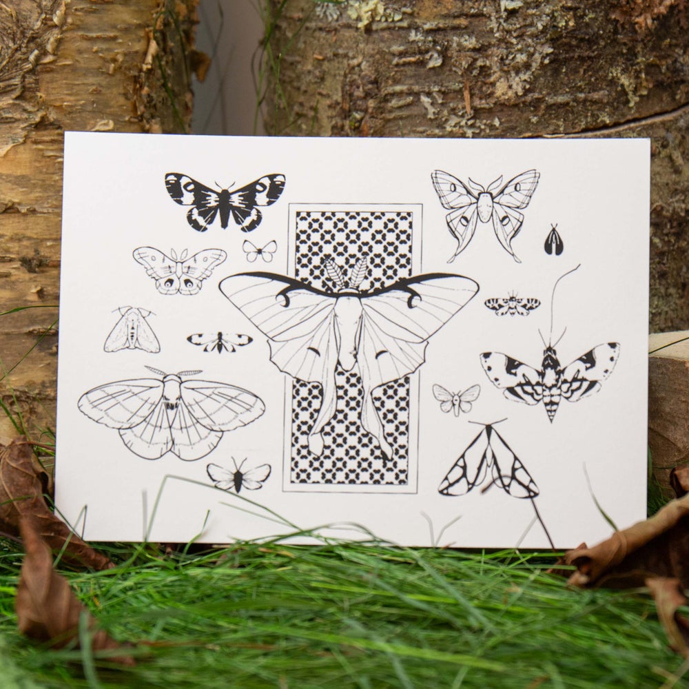 Moth Postcard